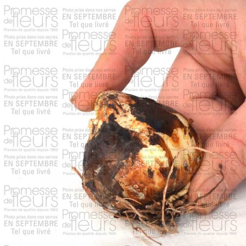 Esimerkki toimitetusta Camassia leichtlinii Semiplena Bulbe calibre 12+-taimesta