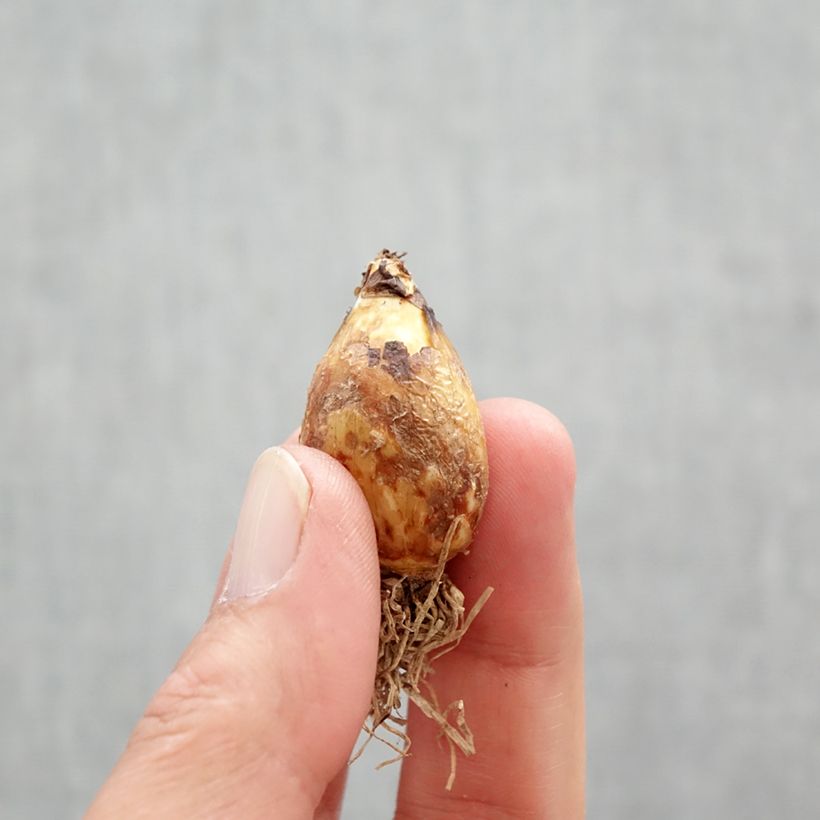 Example of Sinitähtihyasintti - Camassia quamash Bulbe size 6+ as you get in printemps