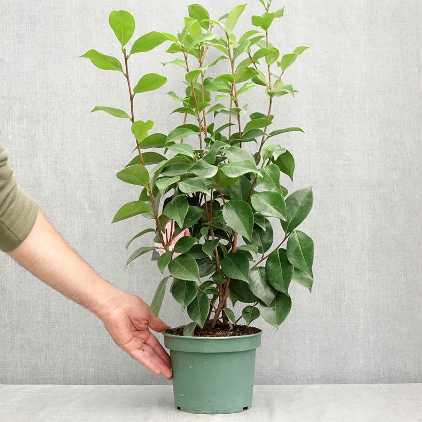 Esimerkki kesällä toimitetusta Kamelia Bonomiana Pot de 3L/4L-taimesta