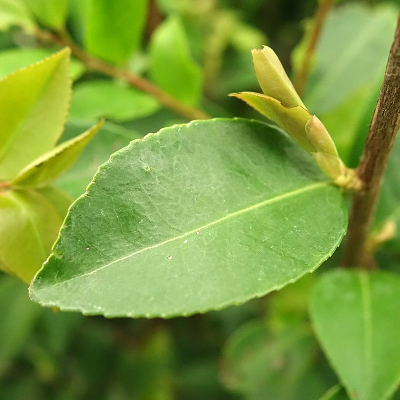 Kamelia Cinnamon Cindy (Lehvistö)