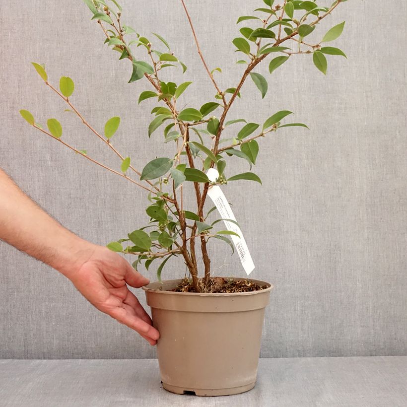 Esimerkki kesällä toimitetusta Kamelia Fairy Wand Pot de 3L/4L-taimesta
