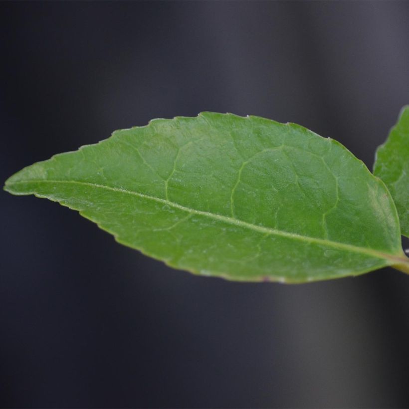 Kamelia High Fragrance (Lehvistö)