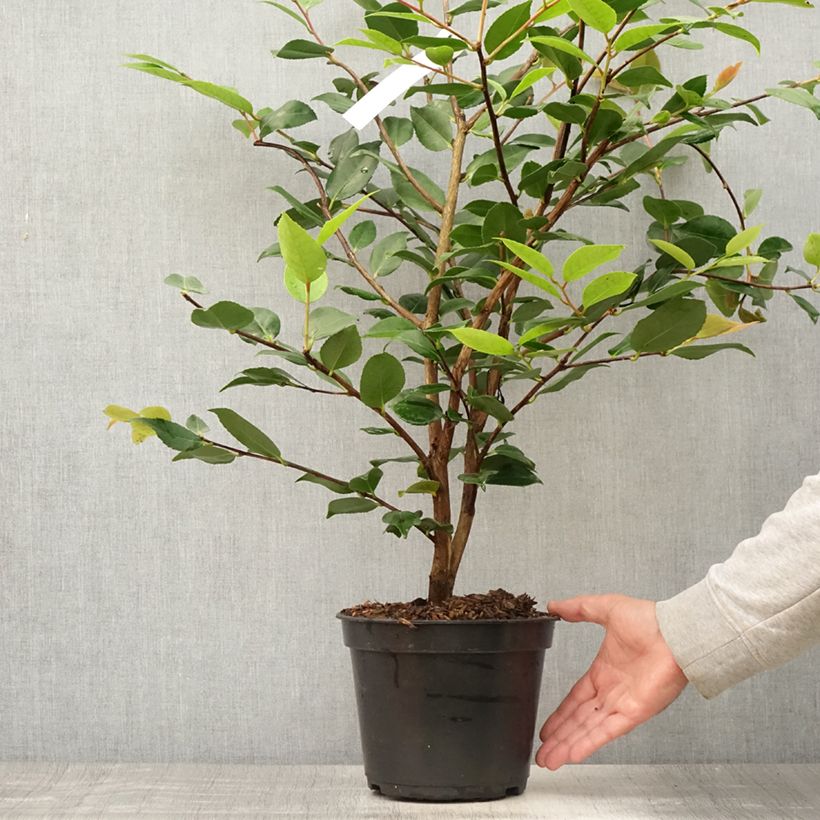 Esimerkki kesällä toimitetusta Kamelia High Fragrance Pot de 3L/4L-taimesta
