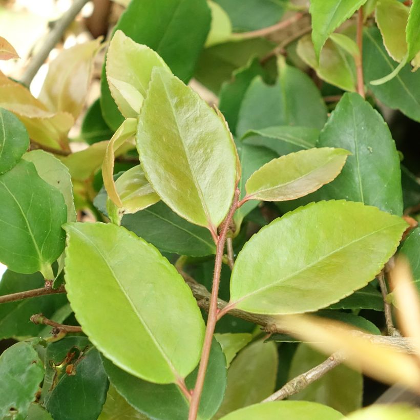 Kamelia Quintessence (Lehvistö)