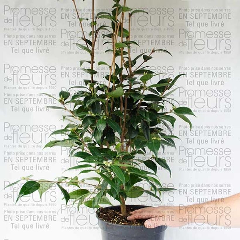 Esimerkki toimitetusta Camélia champêtre - Camellia Spring Festival Pot de 3L/4L-taimesta