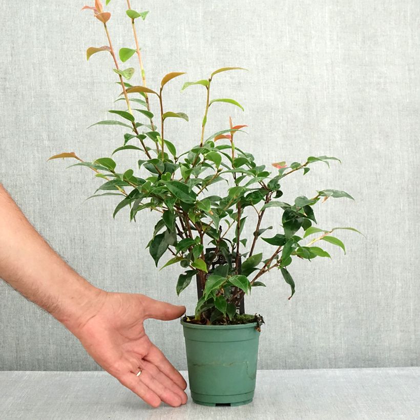 Esimerkki kesällä toimitetusta Kamelia Spring Festival Pot de 12 cm / 13 cm-taimesta