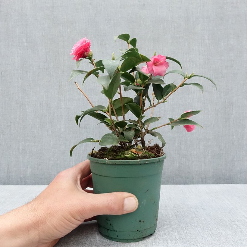 Esimerkki keväällä toimitetusta Camélia champêtre - Camellia Spring Festival Pot de 12 cm / 13 cm-taimesta