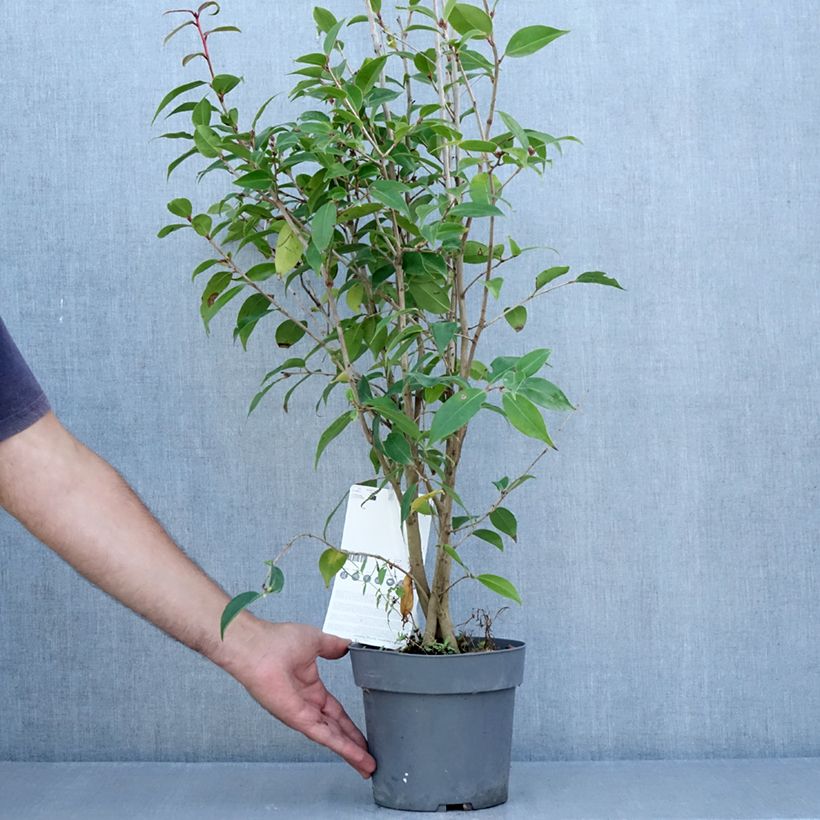 Esimerkki kesällä toimitetusta Kamelia Spring Festival Pot de 3L/4L-taimesta