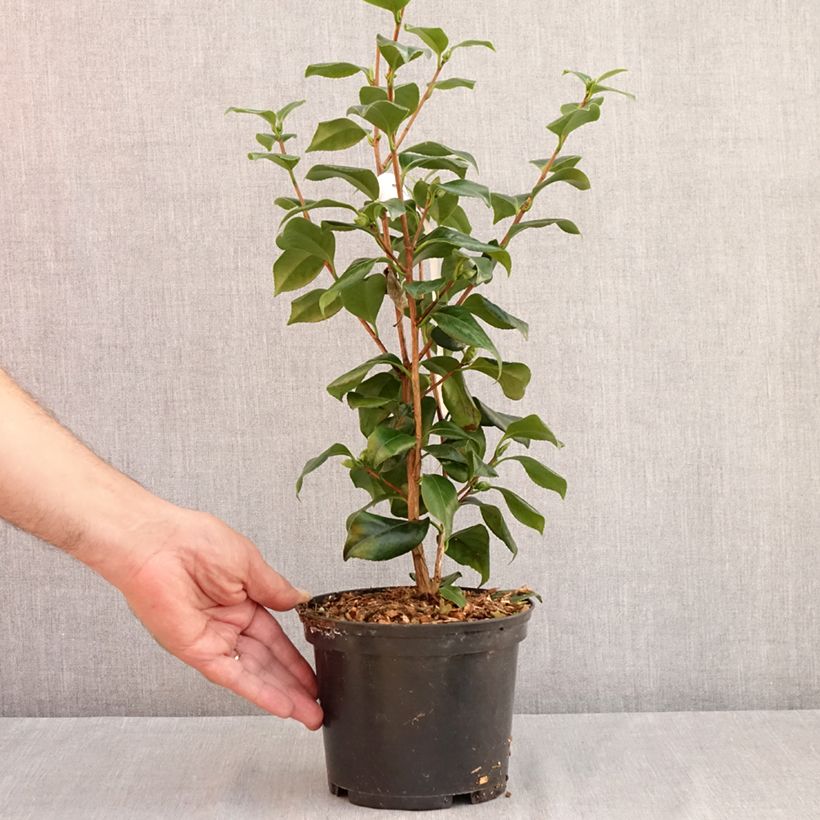 Esimerkki kesällä toimitetusta Kamelia Sweet Olive Pot de 2L/3L-taimesta