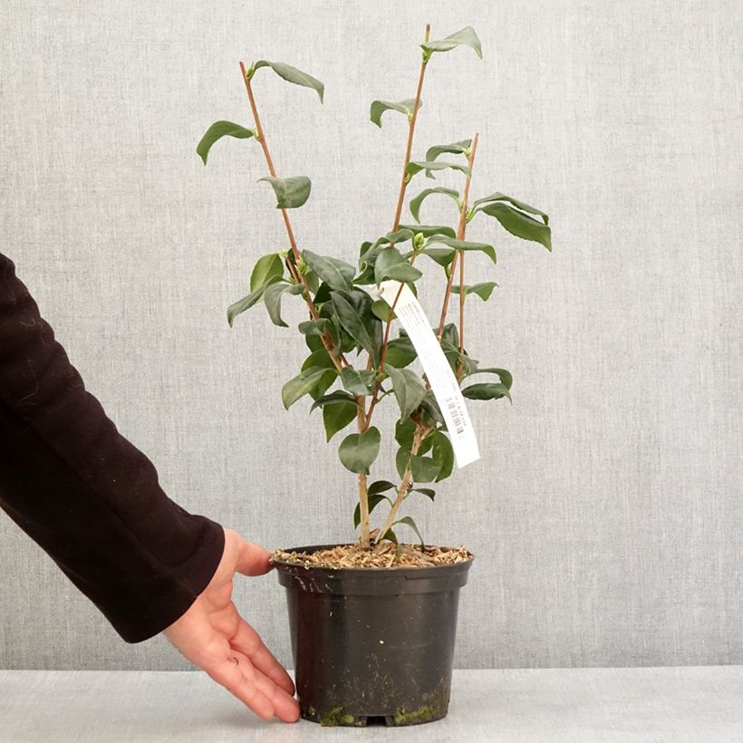 Esimerkki talvella toimitetusta Camélia classique - Camellia japonica Sweet Olive Pot de 2L/3L-taimesta