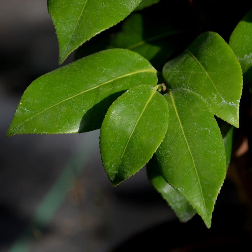 Kamelia Nuccio's Jewel (Lehvistö)