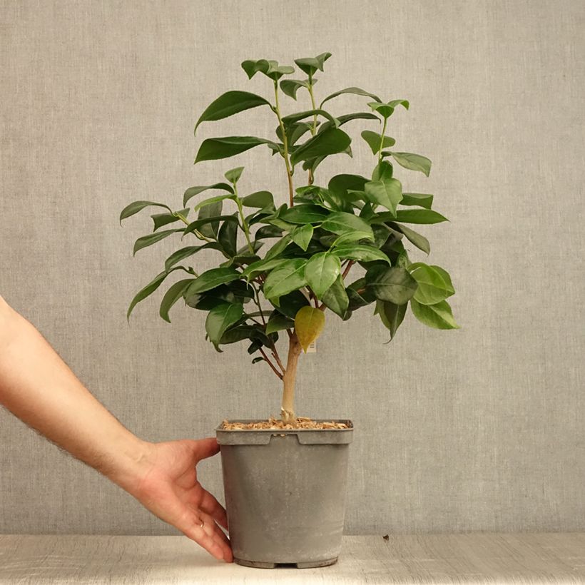 Esimerkki kesällä toimitetusta Kamelia Nuccio's Jewel Pot de 3L/4L-taimesta