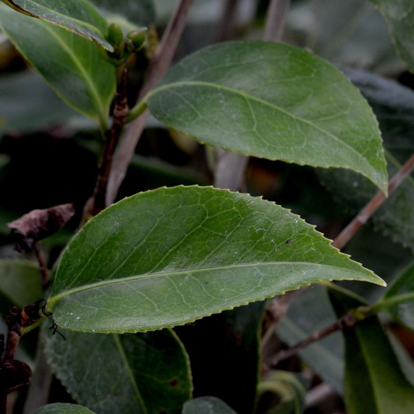 Kamelia Royal Velvet (Lehvistö)