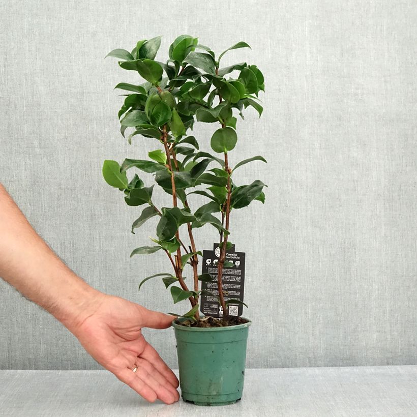 Esimerkki kesällä toimitetusta Kamelia Comte de Gomer Pot de 12 cm / 13 cm-taimesta