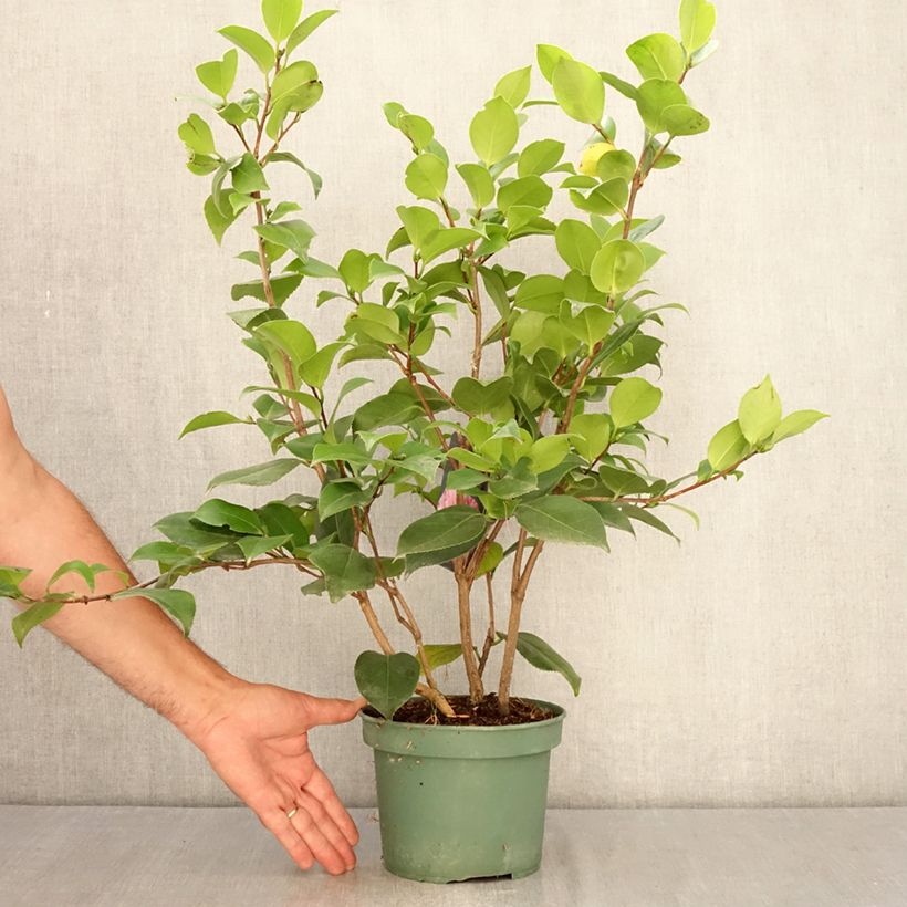 Esimerkki kesällä toimitetusta Kamelia Comte de Gomer Pot de 2L/3L-taimesta