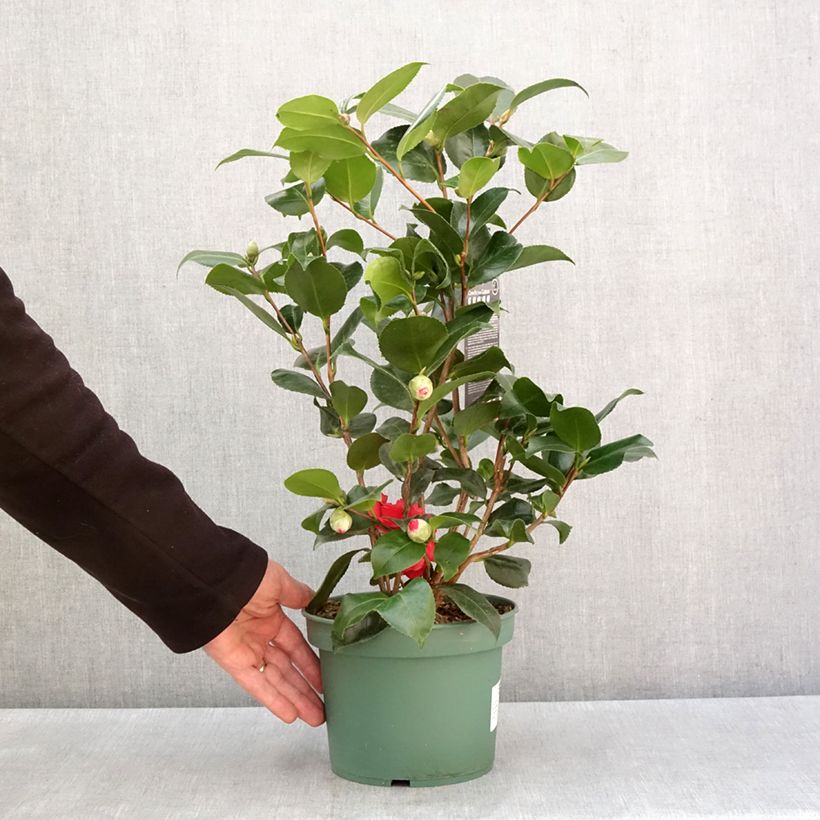 Esimerkki talvella toimitetusta Camélia Comte de Gomer - Camellia japonica Pot de 2L/3L-taimesta
