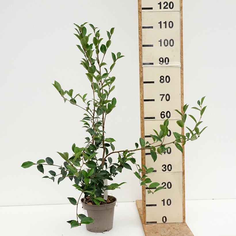 Esimerkki kesällä toimitetusta Kamelia Narumi Gaita Pot de 4L/5L-taimesta