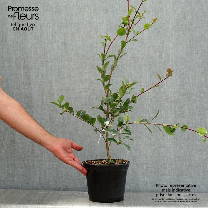 Esimerkki kesällä toimitetusta Kamelia Choji Guruma Pot de 4L/5L-taimesta