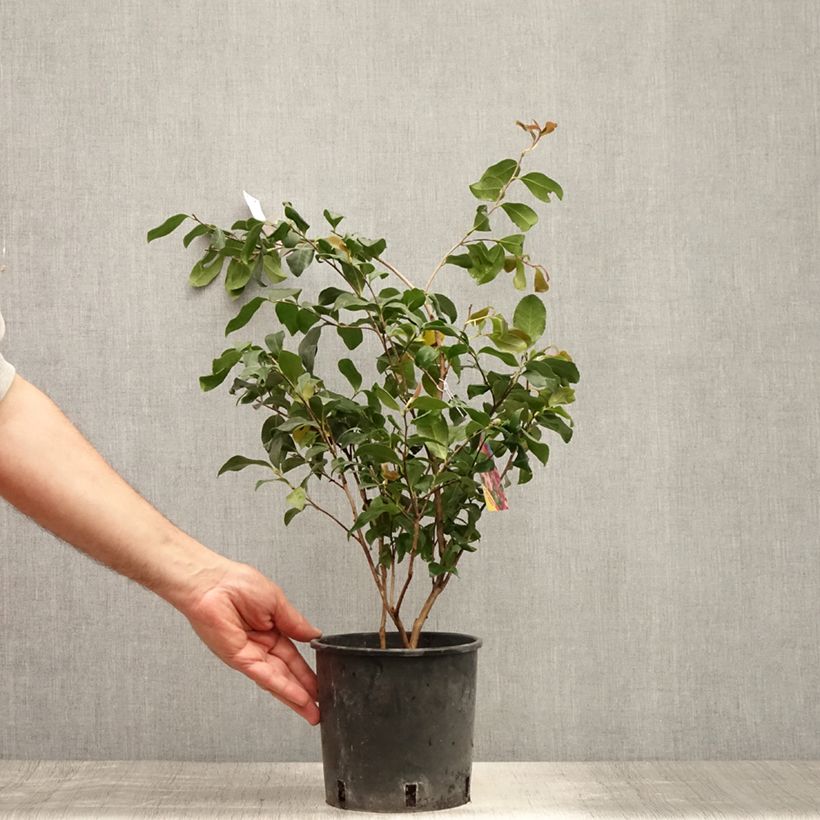Esimerkki kesällä toimitetusta Kamelia Cleopatra Pot de 3L/4L-taimesta