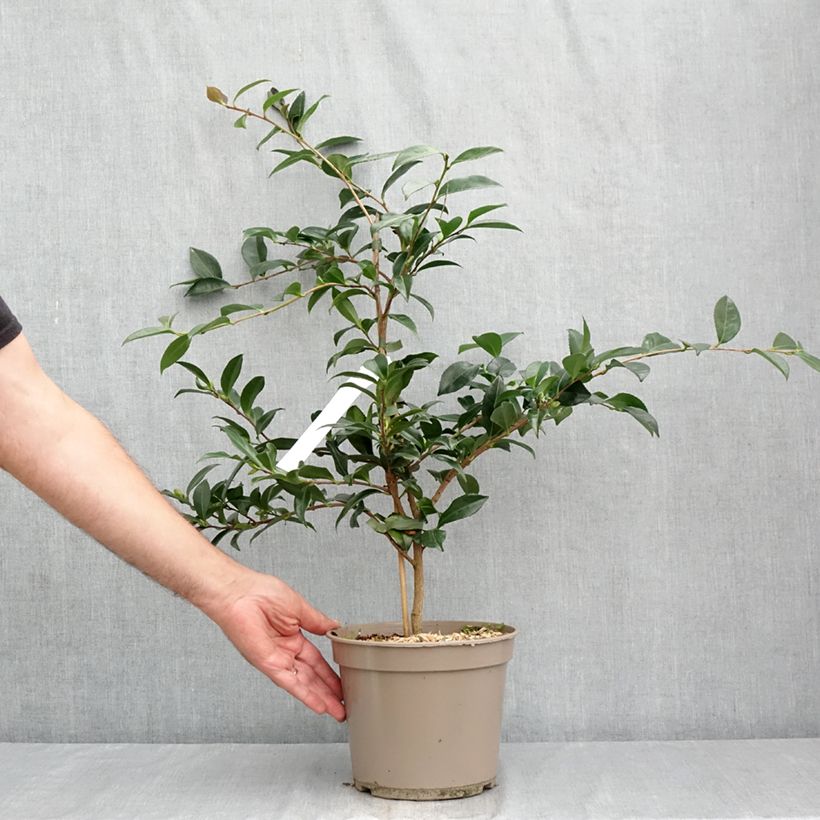 Esimerkki kesällä toimitetusta Kamelia Early Pearly Pot de 4L/5L-taimesta