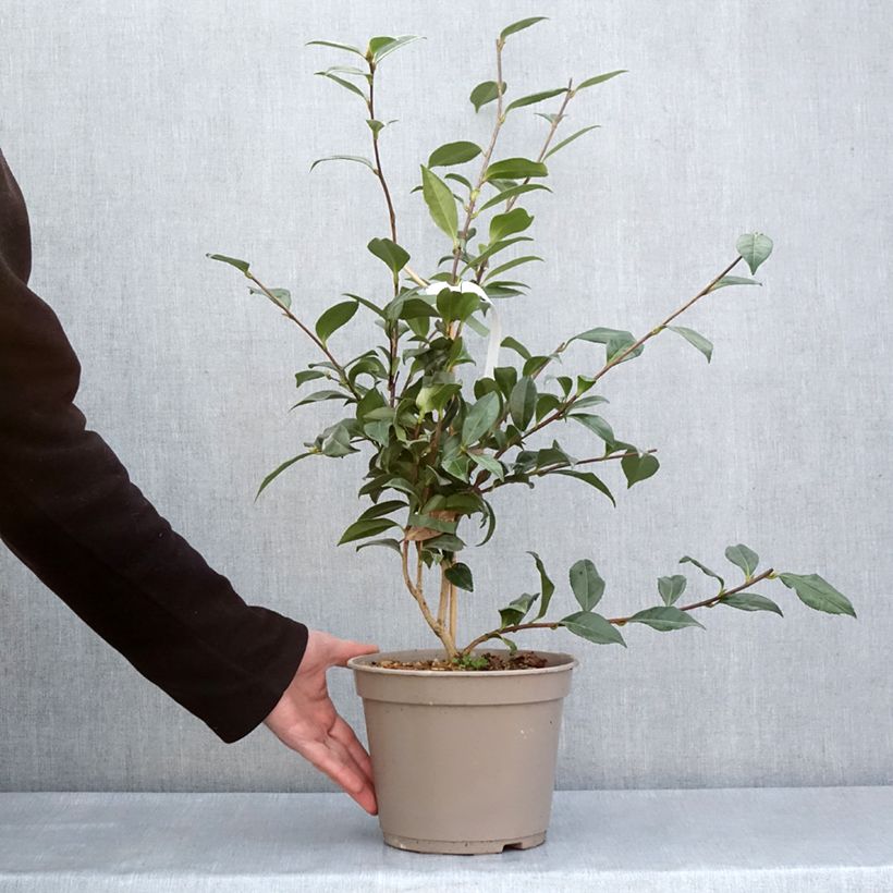 Esimerkki keväällä toimitetusta Camélia d'automne - Camellia sasanqua Early Pearly Pot de 4L/5L-taimesta
