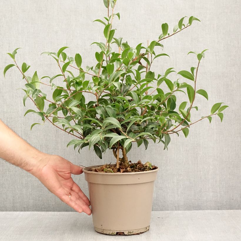 Esimerkki kesällä toimitetusta Kamelia Frosted Star Pot de 4L/5L-taimesta