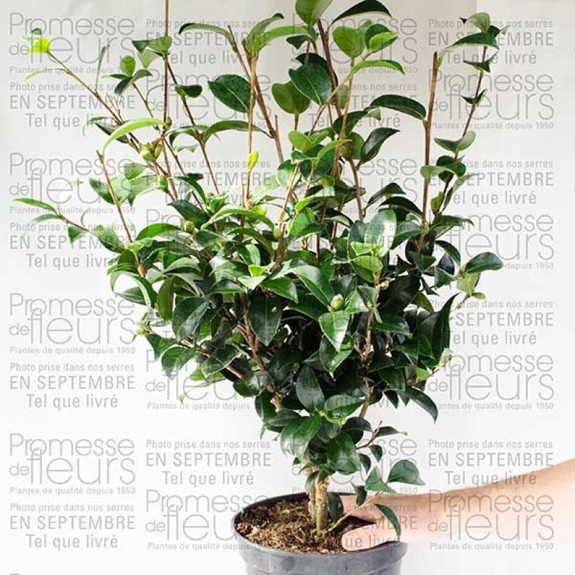 Esimerkki toimitetusta Kamelia Fukusutsumi Pot de 4L/5L-taimesta