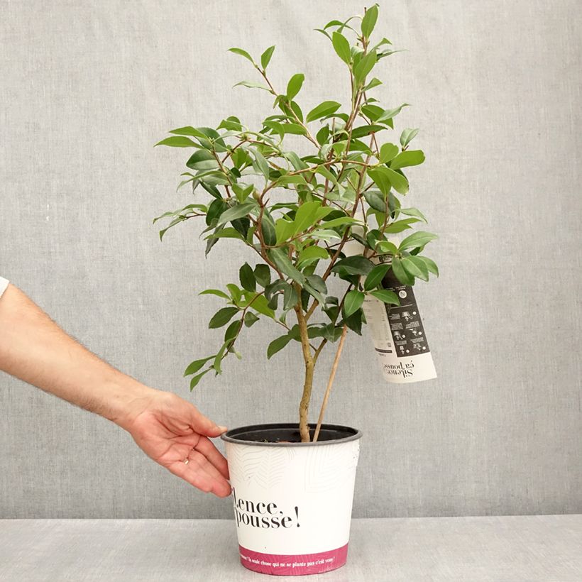 Esimerkki kesällä toimitetusta Kamelia Hinode-Gumo Pot de 4L/5L-taimesta