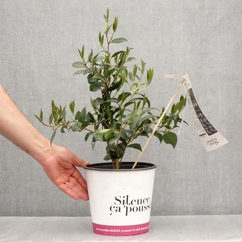 Esimerkki keväällä toimitetusta Camélia d'automne - Camellia sasanqua Hinode-Gumo Pot de 4L/5L-taimesta