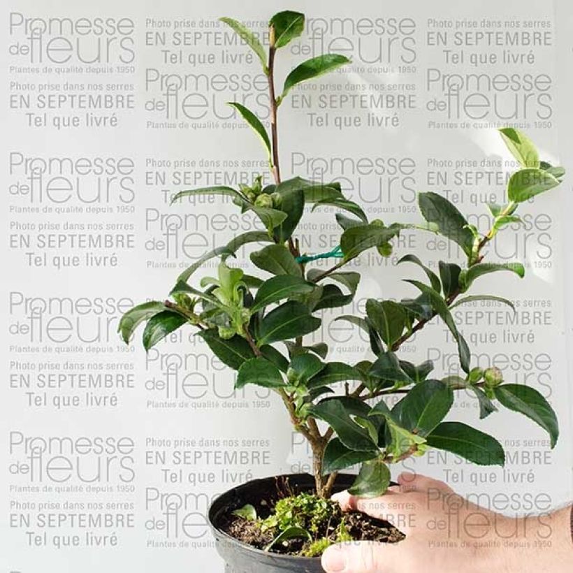 Esimerkki toimitetusta Kamelia Interlude Pot de 4L/5L-taimesta