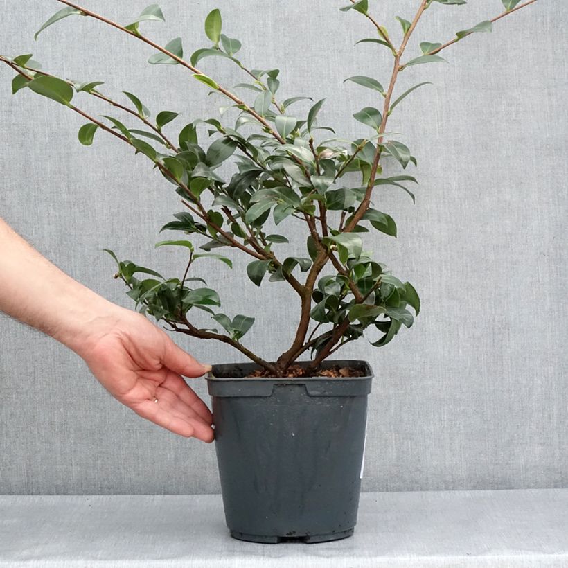 Esimerkki keväällä toimitetusta Kamelia Kanjiro Ruukku 3L / 4L-taimesta