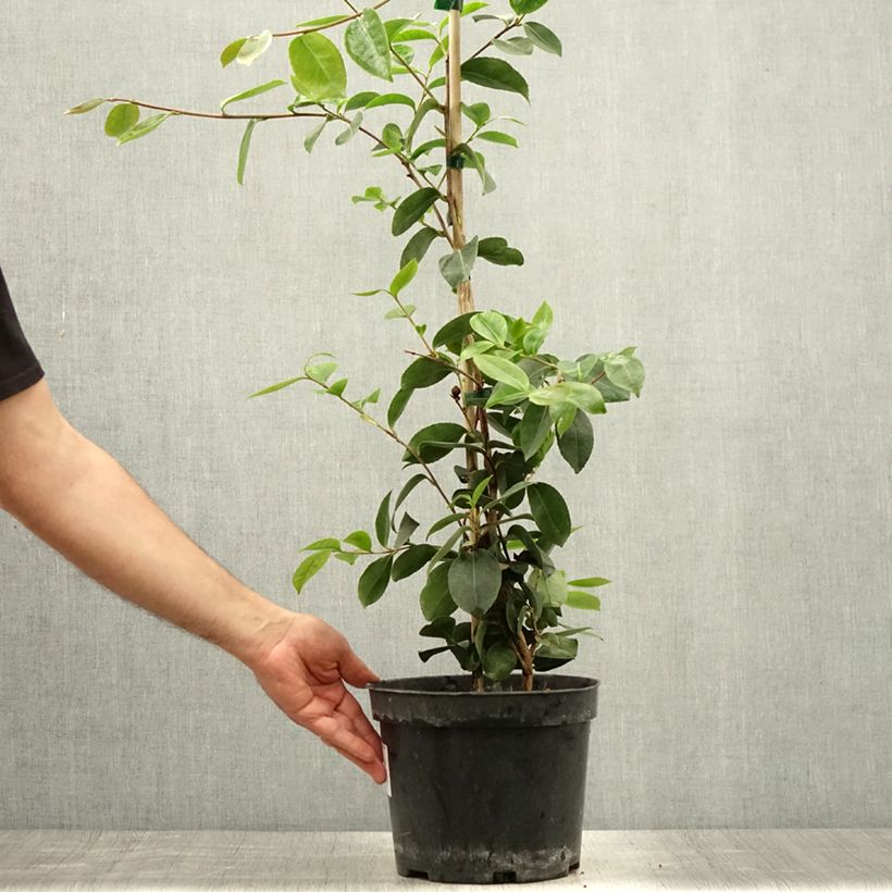 Esimerkki kesällä toimitetusta Kamelia Plantation Pink Pot de 4L/5L-taimesta
