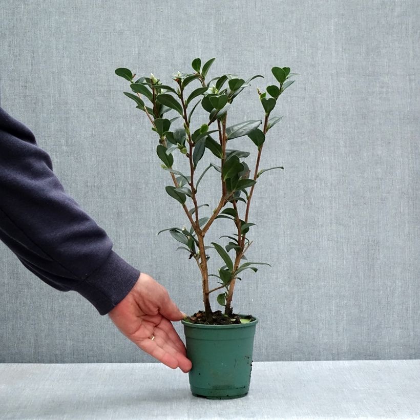 Esimerkki keväällä toimitetusta Kamelia Yuletide Pot de 12 cm / 13 cm-taimesta
