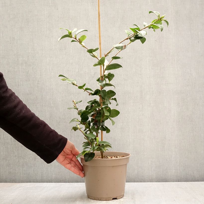 Esimerkki keväällä toimitetusta Kamelia Bonanza Pot de 3L/4L-taimesta