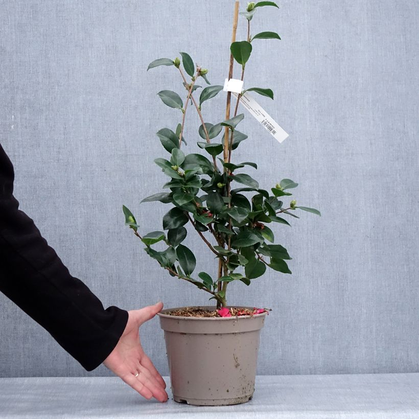 Esimerkki talvella toimitetusta Camelia d'automne - Camellia x hiemalis Bonanza  Pot de 3L/4L-taimesta