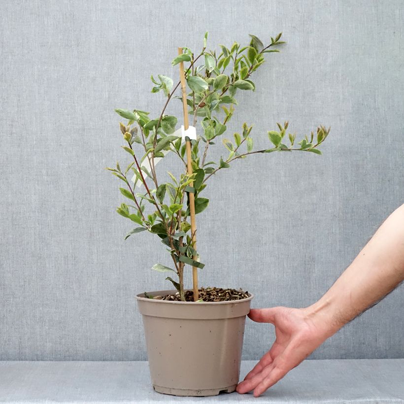 Esimerkki keväällä toimitetusta Kamelia Variegata Pot de 4L/5L-taimesta