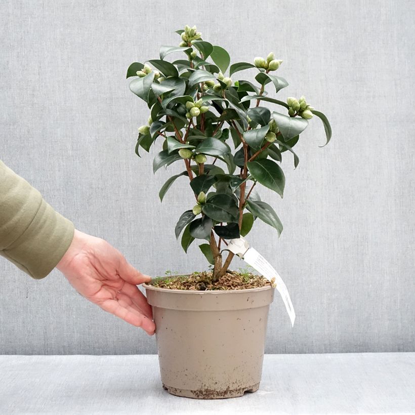 Esimerkki talvella toimitetusta Kamelia Il Gioiello Pot de 4L/5L-taimesta