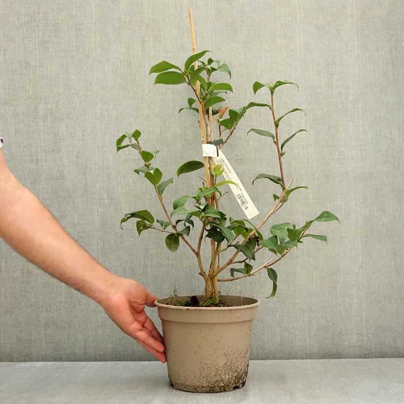 Esimerkki kesällä toimitetusta Kamelia Inspiration 4 litran/5 litran ruukku-taimesta