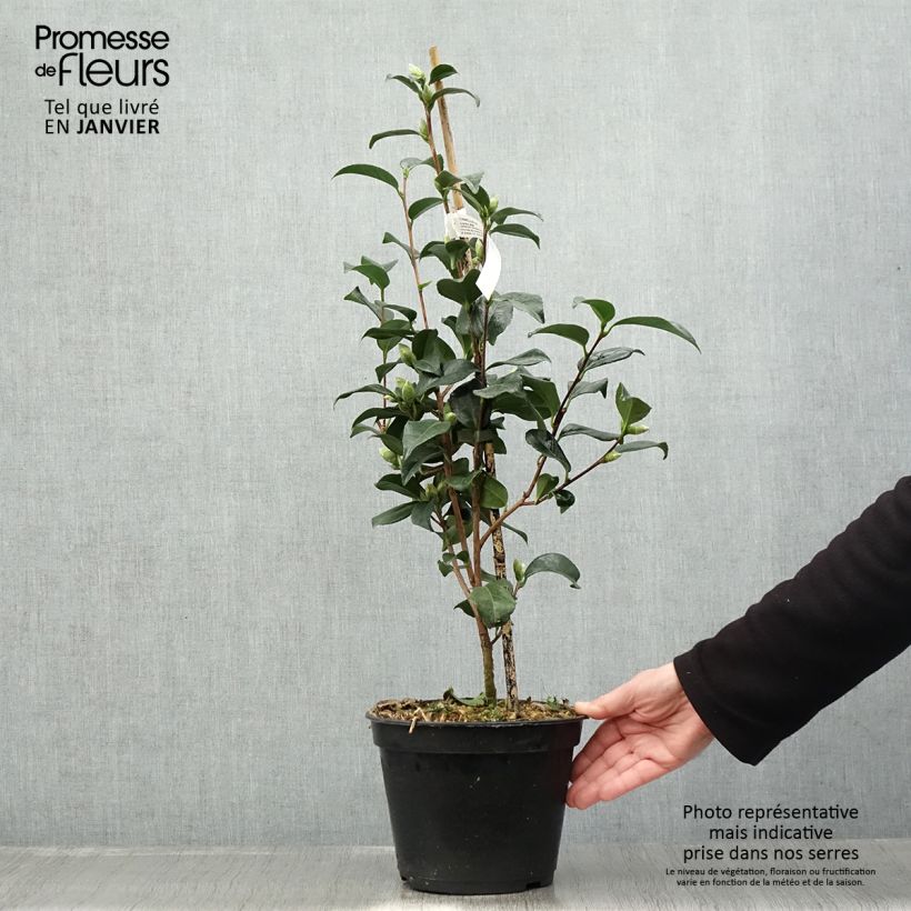 Esimerkki talvella toimitetusta Camélia Lucky Star - Camellia (x) williamsii Pot de 4L/5L-taimesta