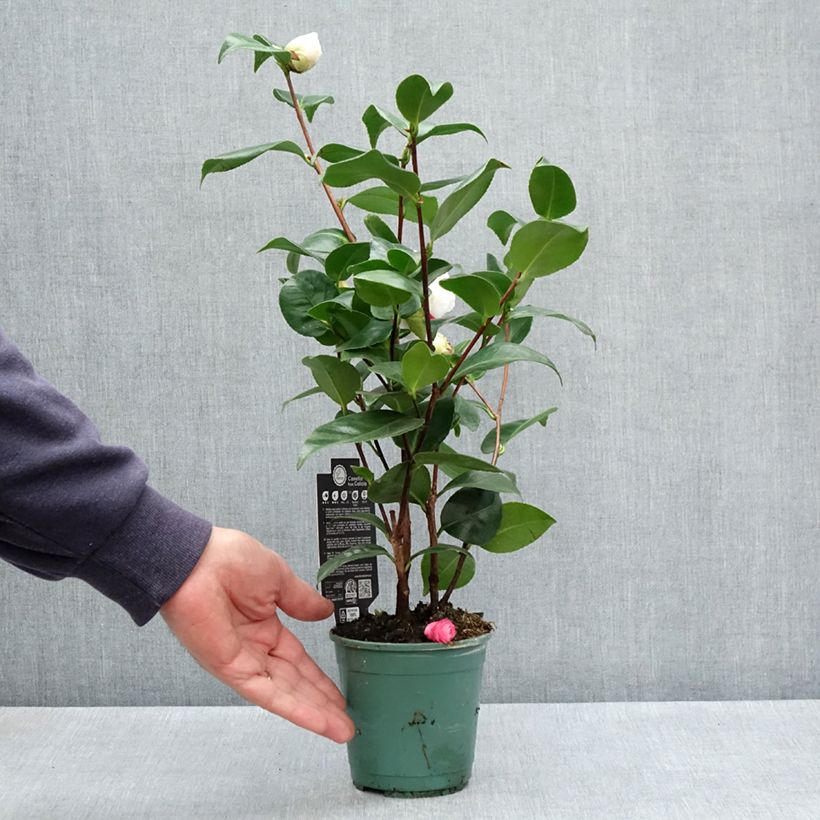 Esimerkki keväällä toimitetusta Kamelia Margaret Davis Ruukku 12 cm / 13 cm-taimesta