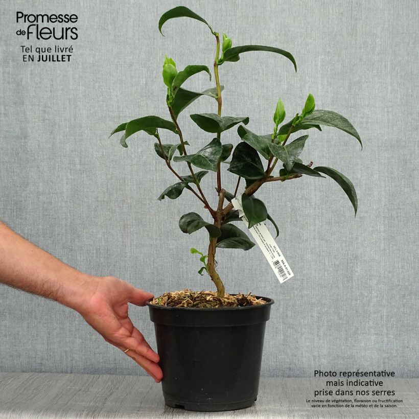 Esimerkki kesällä toimitetusta Kamelia Marie-Galante Pot de 4L/5L-taimesta