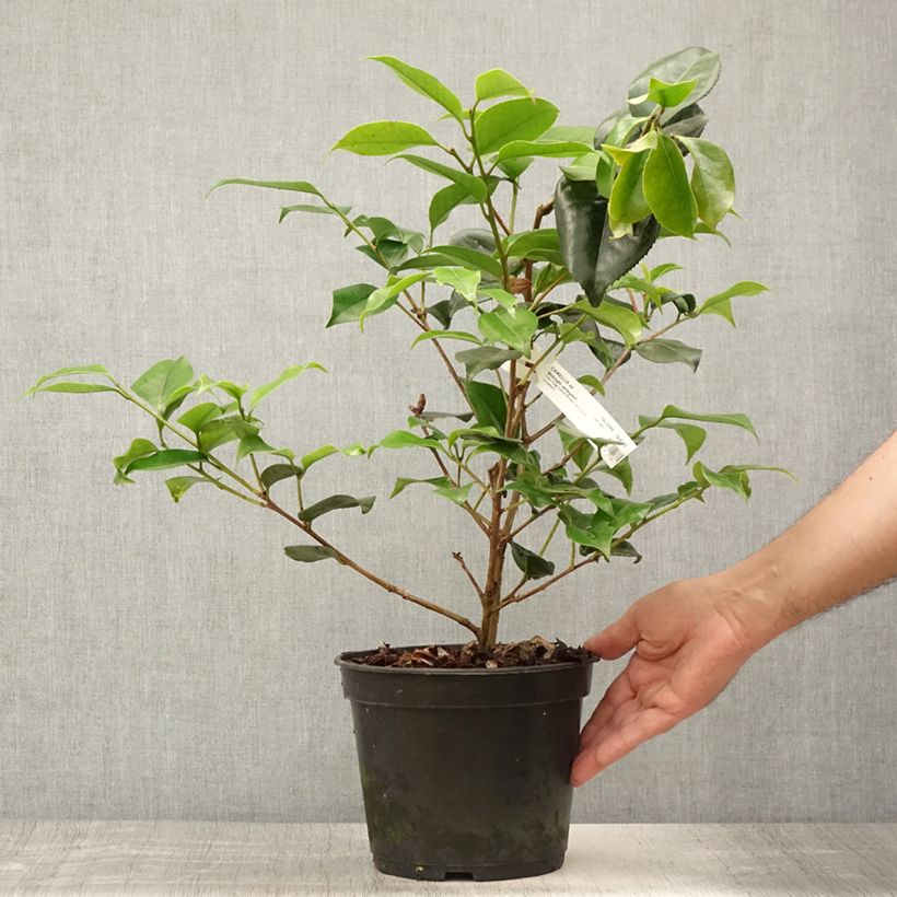 Esimerkki kesällä toimitetusta Kamelia Midnight Variegated Ruukku 4L / 5L-taimesta