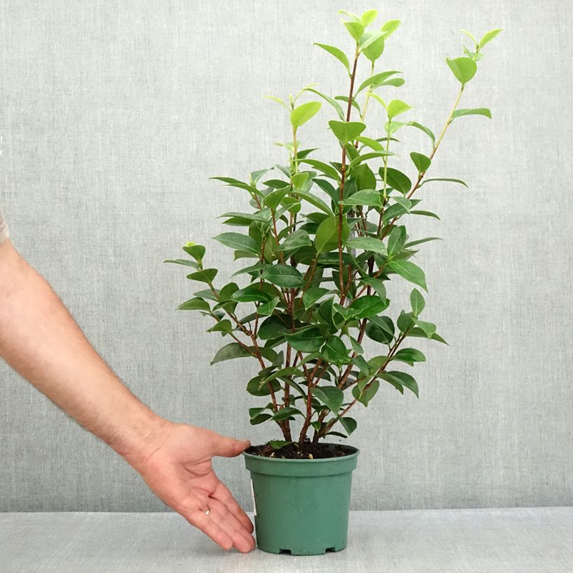 Esimerkki kesällä toimitetusta Kamelia Mrs Tingley Ruukku 12 cm / 13 cm-taimesta