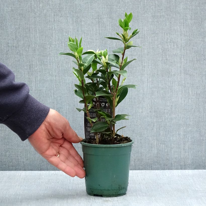 Esimerkki keväällä toimitetusta Camélia Mrs. Tingley - Camellia japonica Pot de 12 cm / 13 cm-taimesta