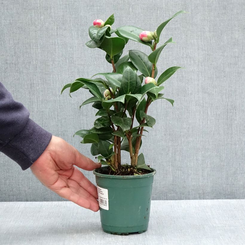 Esimerkki keväällä toimitetusta Kamelia Nuccio's Cameo 12 cm / 13 cm ruukku-taimesta