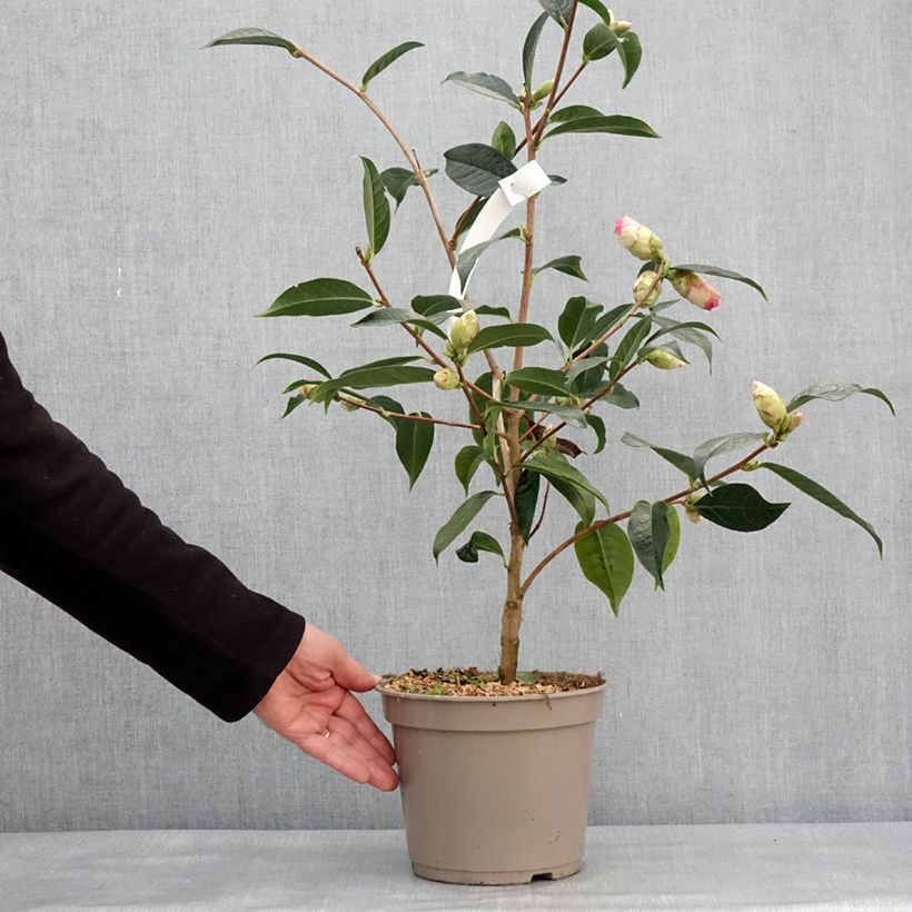 Esimerkki talvella toimitetusta Camélia reticulé China Lady - Camellia reticulata Pot de 4L/5L-taimesta