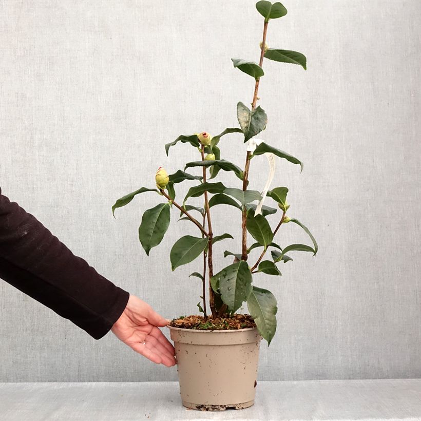 Esimerkki syksyllä toimitetusta Kamelia Dr Clifford Parks 4 litran/5 litran ruukku-taimesta