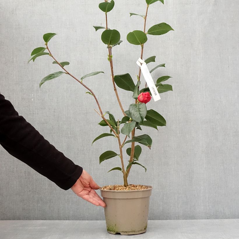 Esimerkki talvella toimitetusta Camélia réticulé Dr Clifford Parks - Camellia reticulata Pot de 4L/5L-taimesta