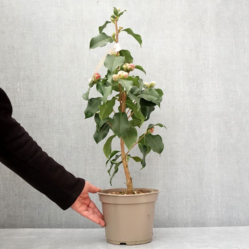 Esimerkki talvella toimitetusta Camélia réticulé Larry Piet - Camellia reticulata Pot de 4L/5L-taimesta