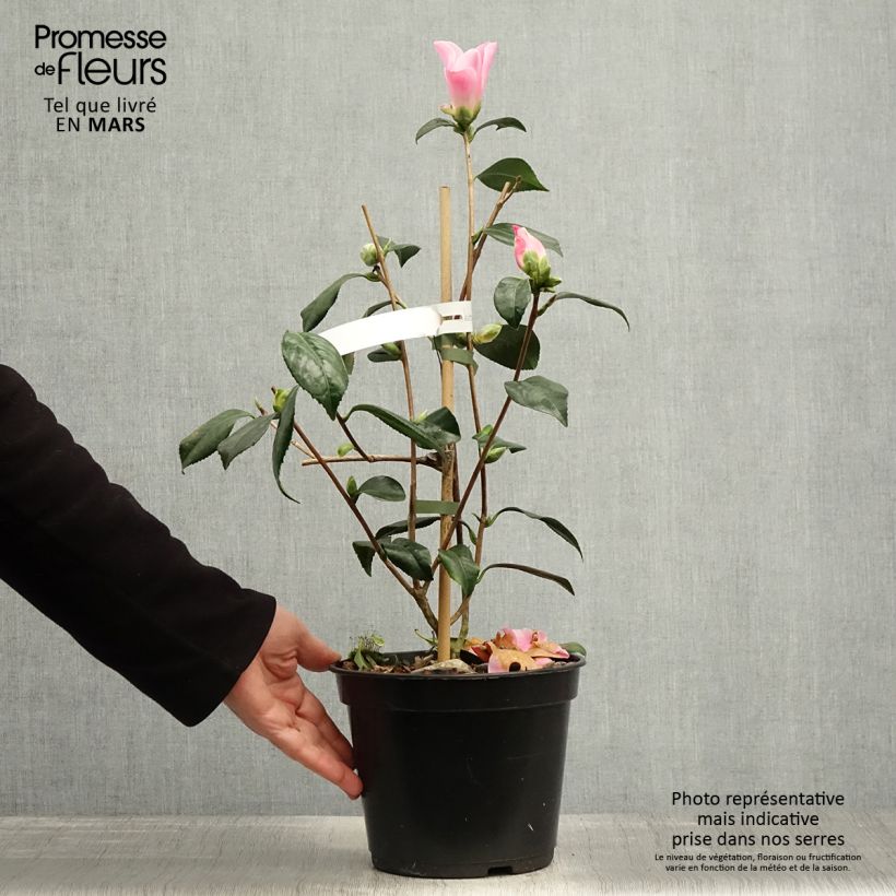 Esimerkki keväällä toimitetusta Kamelia Tulip Time Pot de 4L/5L-taimesta